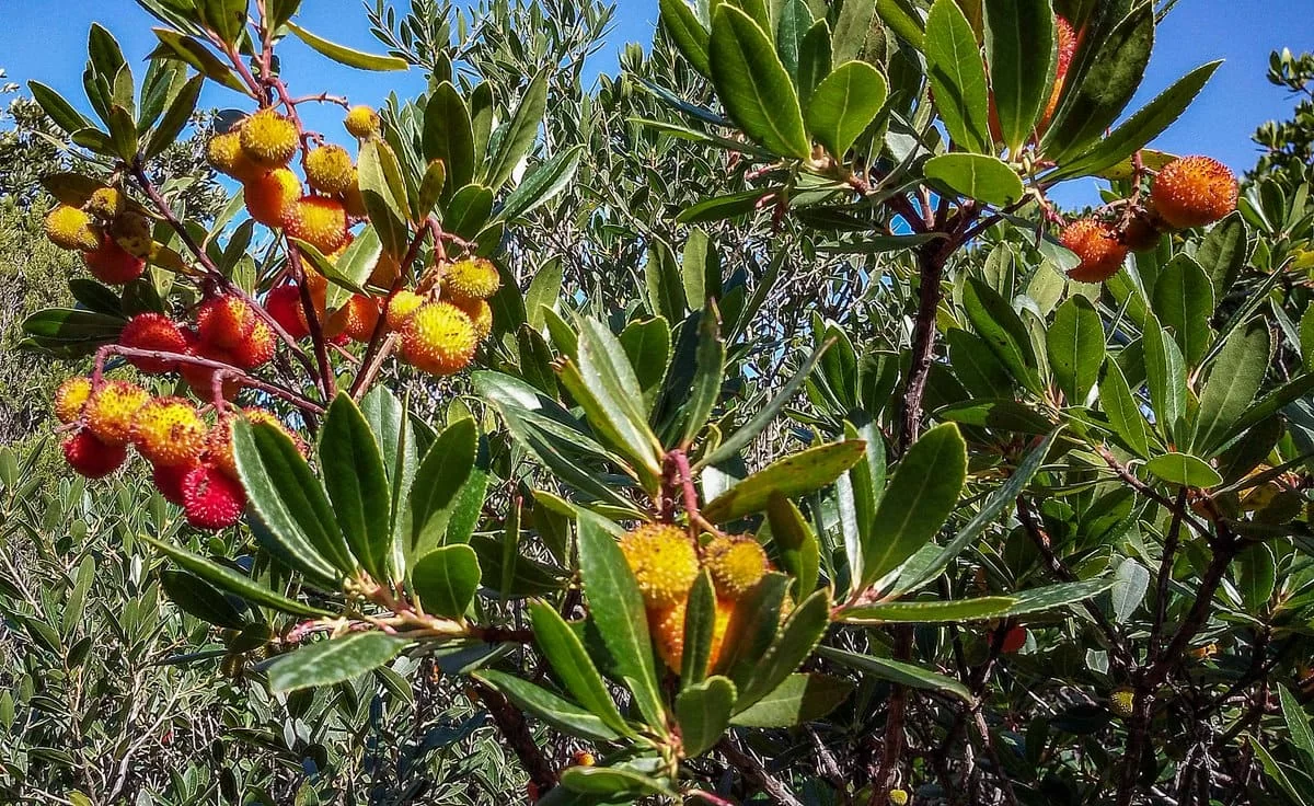 Corbezzolo, un frutto quasi dimenticato ma ricco di proprietà 2 Corbezzolo, un frutto quasi dimenticato ma ricco di proprietà 1