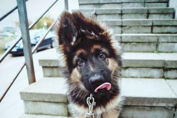 11 foto di cani emozioti 8