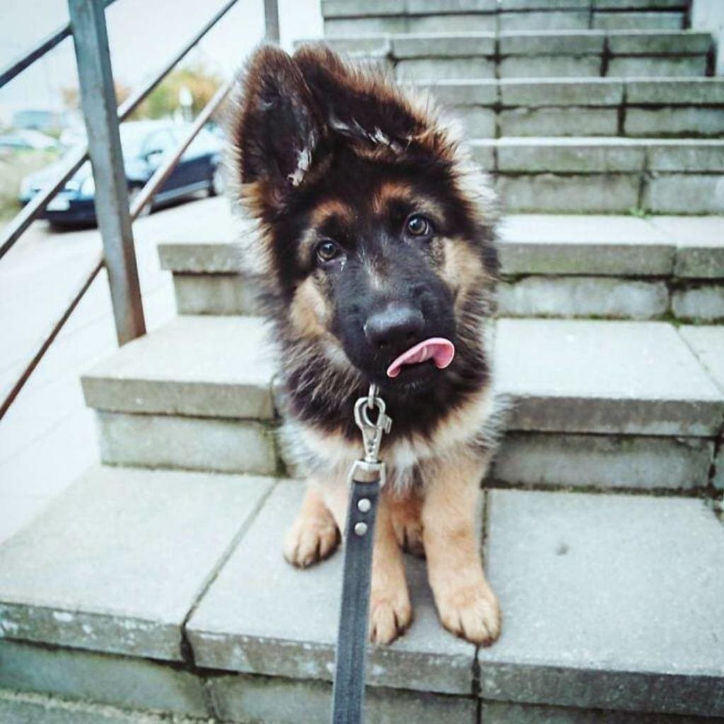 11 foto di cani emozioti 1