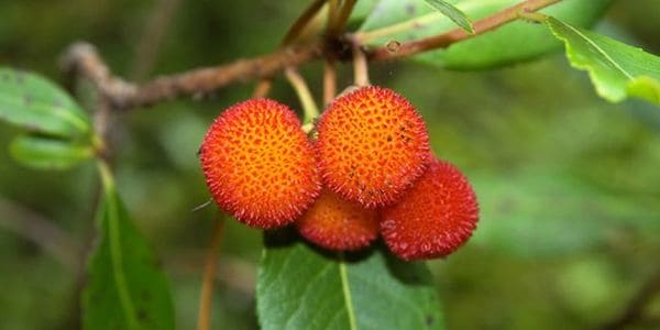 Corbezzolo, un frutto quasi dimenticato ma ricco di proprietà 4 corbezzolo