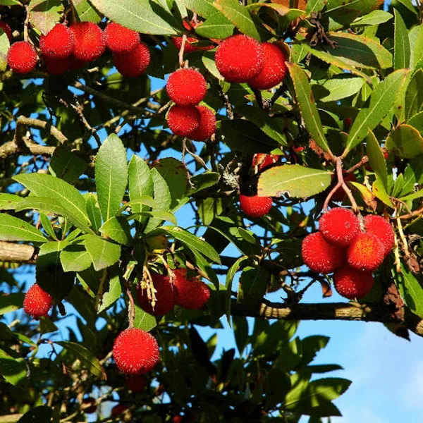 Corbezzolo, un frutto quasi dimenticato ma ricco di proprietà 3 corbezzolo
