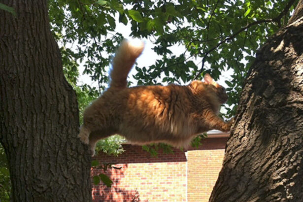 12 foto di gatti che ti faranno morire dal ridere, il 5 è davvero assurdo 39