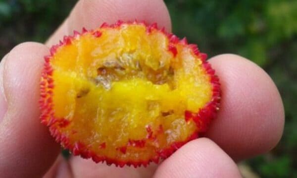 Corbezzolo, un frutto quasi dimenticato ma ricco di proprietà 5 corbezzolo