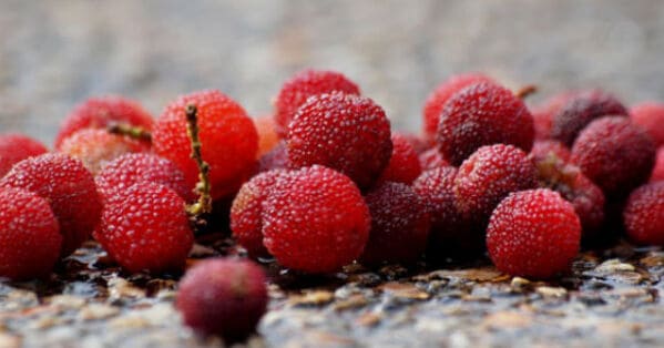 Corbezzolo, un frutto quasi dimenticato ma ricco di proprietà 7 corbezzolo