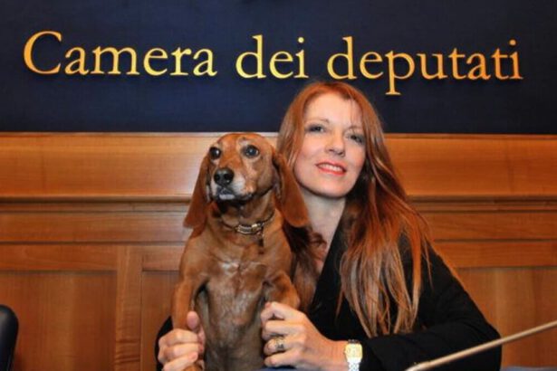 Bonus animali domestici fino a 900 euro: a chi spetta e come richiederlo 16