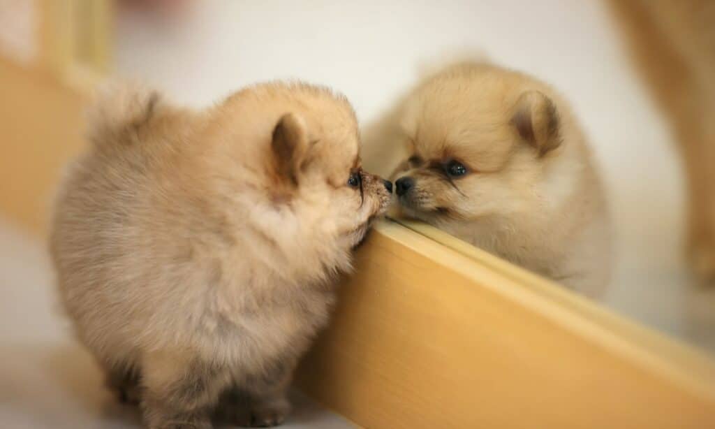 Gli animali hanno una coscienza (1)