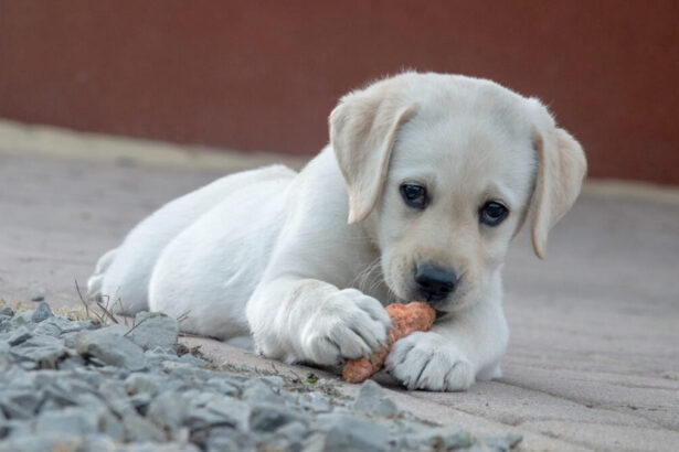 Come insegnare al cane a fare i bisogni fuori casa: guida pratica 9