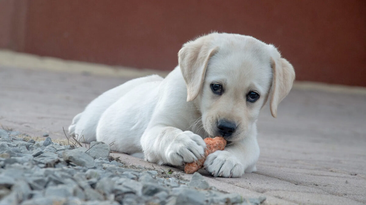 Come insegnare al cane a fare i bisogni fuori casa: guida pratica 1