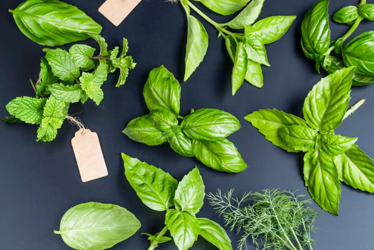 Erbe aromatiche: un tesoro culinario e medicinale 1