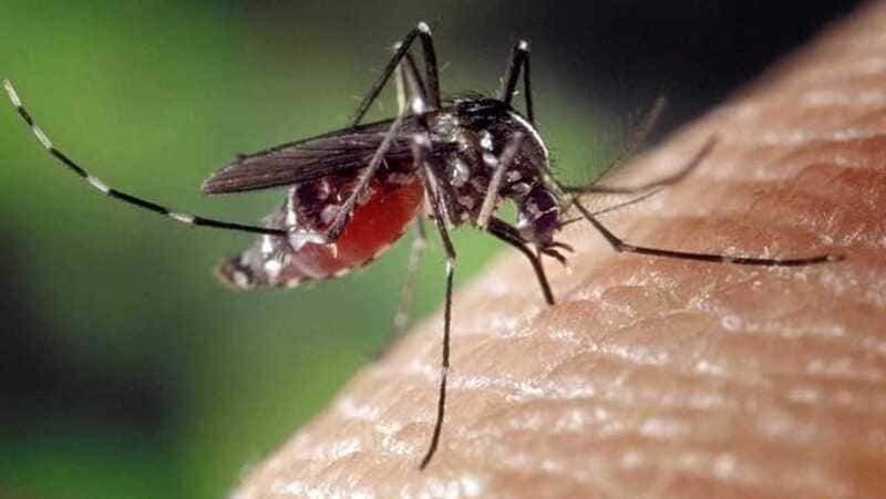 febbre dengue_