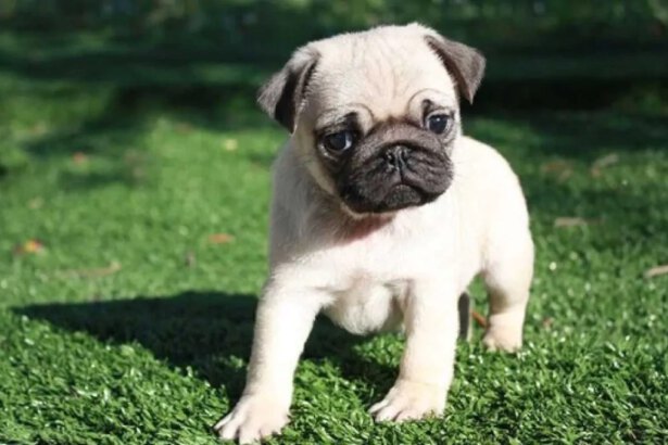 Cagnolini piccoli da compagnia: ecco le razze più adatte per le famiglie 10