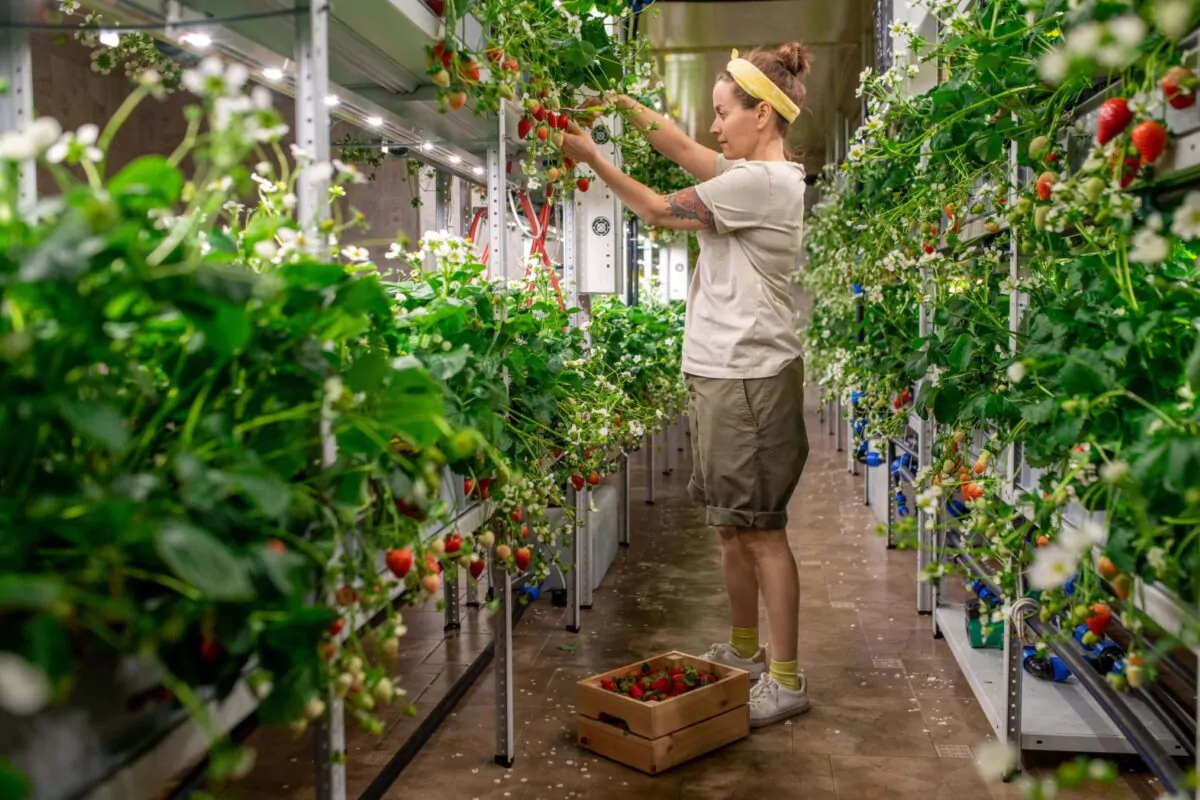 L'agricoltura punta in alto: le nuove soluzioni del vertical farming 1