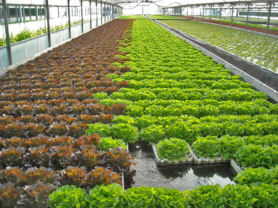 vertical farming - Acquaponica