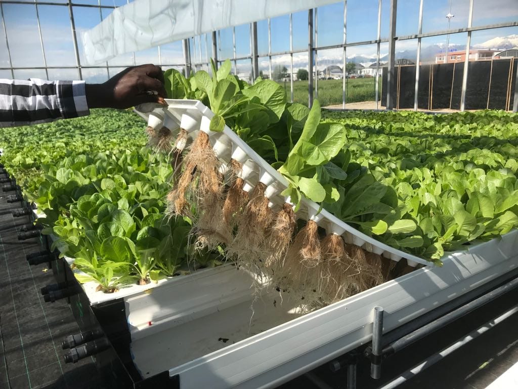 vertical farming - Aeroponica