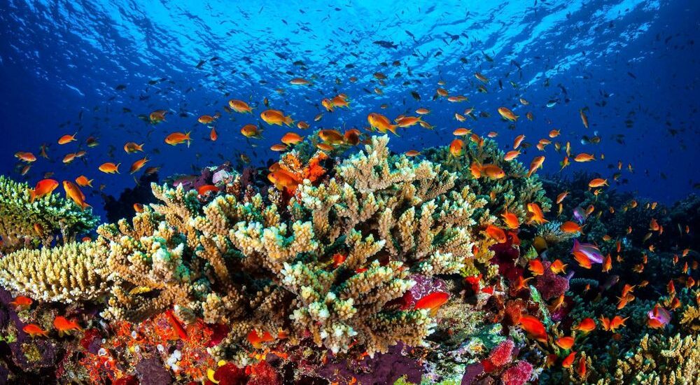 Il fondale del mare nasconde un alleato.