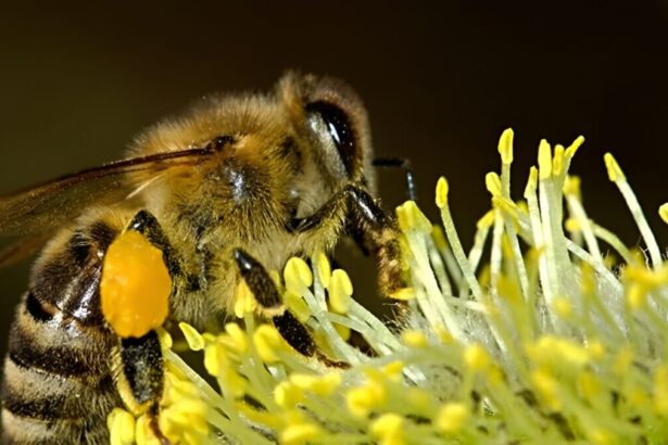Svolta nella ricerca, il veleno d'ape può distruggere le cellule cancerose in soli 60 minuti 19