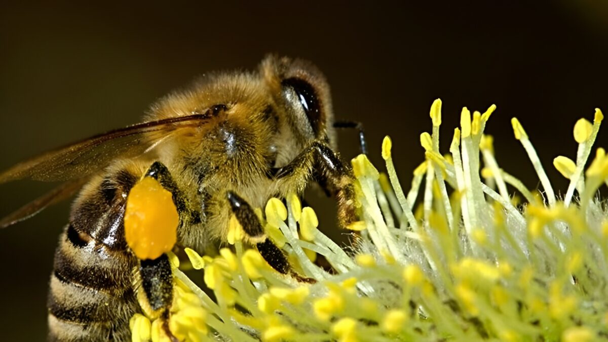 Svolta nella ricerca, il veleno d'ape può distruggere le cellule cancerose in soli 60 minuti 2 Svolta nella ricerca, il veleno d'ape può distruggere le cellule cancerose in soli 60 minuti 1