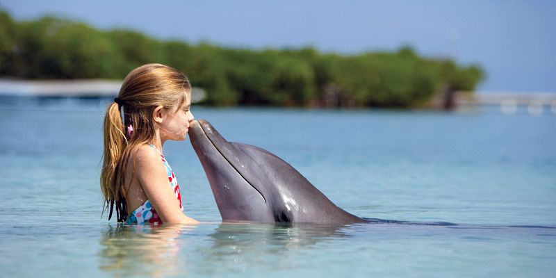 Più si è amici, meno si invecchia: quello che abbiamo da imparare dai delfini 3